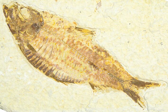 Detailed Fossil Fish (Knightia alta) - Wyoming #360691